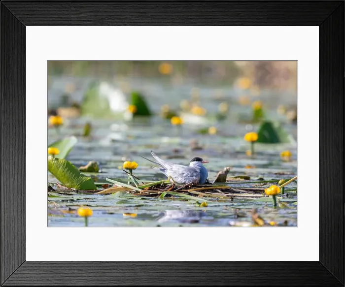 Framed Print : Terns sits among water flowers Framed Print : Terns sits among water flowers