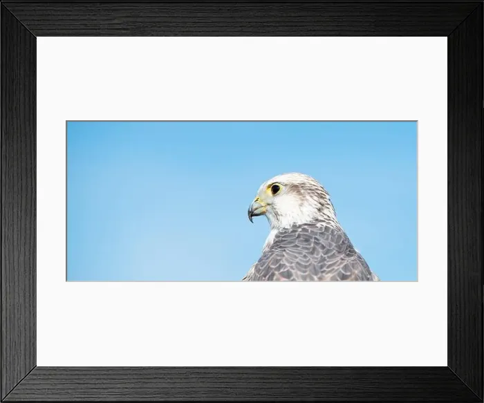 Framed Print : Gyrfalcon portrait, blue sky, wildlife, raptor bird of prey, habitat, Falco rusticolus Framed Print : Gyrfalcon portrait, blue sky, wildlife, raptor bird of prey, habitat, Falco rusticolus