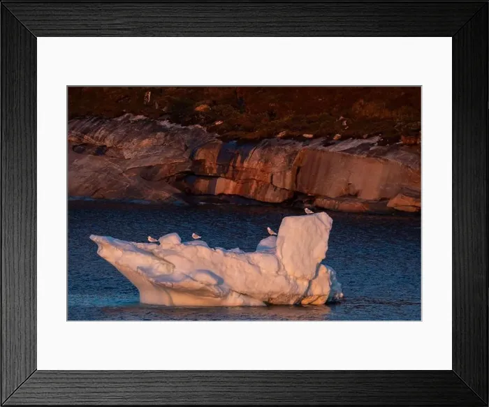 Framed Print : Seagulls line up along the ridge of an iceberg near a rocky coastline in Greenland in the Arctic
