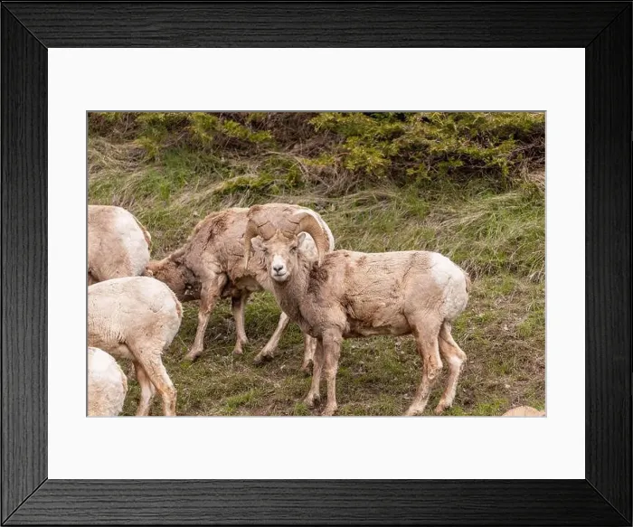 Framed Print : Wild bighorn sheep (Ovis canadensis) seen in Banff National Park during summer time with blurred Framed Print : Wild bighorn sheep (Ovis canadensis) seen in Banff National Park during summer time with blurred