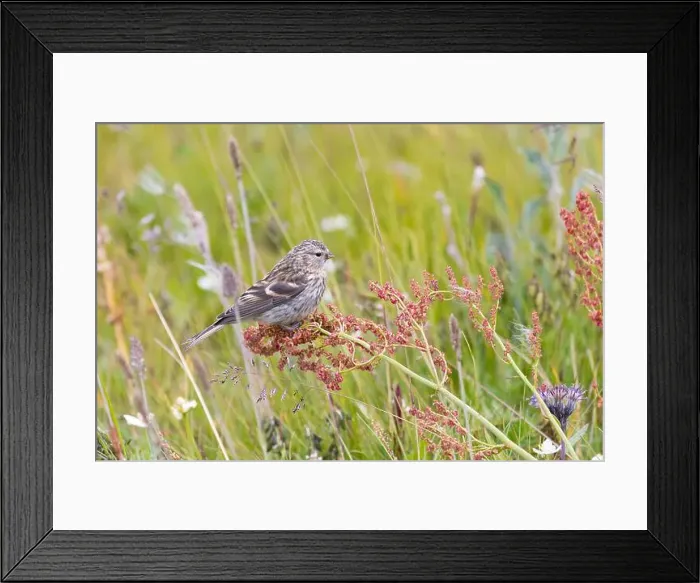 Framed Print : Young redpoll eats horse sorrel seeds Framed Print : Young redpoll eats horse sorrel seeds