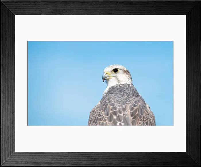 Framed Print : Gyrfalcon portrait, blue sky, wildlife, raptor bird of prey, habitat, Falco rusticolus Framed Print : Gyrfalcon portrait, blue sky, wildlife, raptor bird of prey, habitat, Falco rusticolus