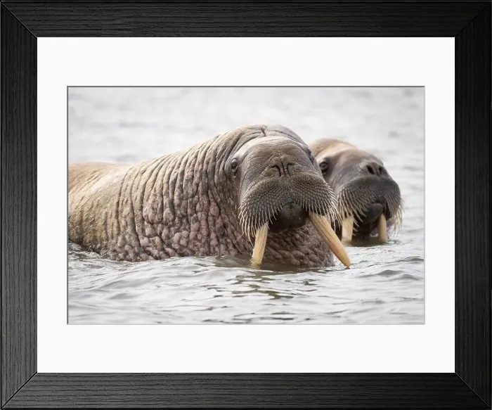 Framed Print : Pair of walrus with large tusks make eye contact in Svalbard Norway Framed Print : Pair of walrus with large tusks make eye contact in Svalbard Norway