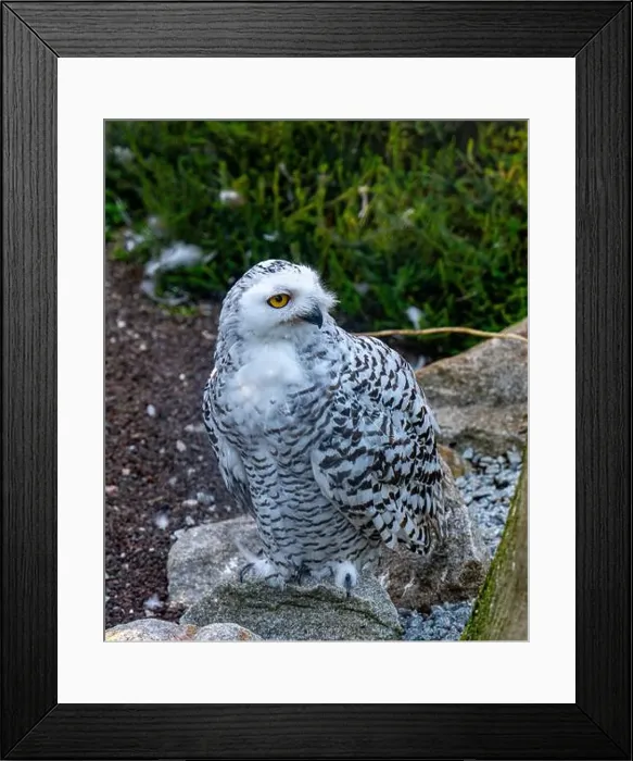 Framed Print : The snowy owl, Bubo scandiacus Framed Print : The snowy owl, Bubo scandiacus