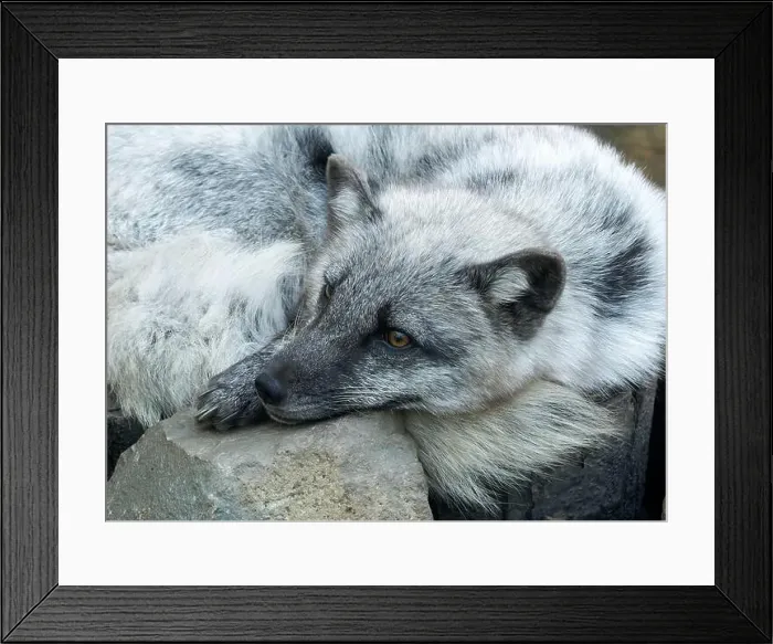 Framed Print : Arctic fox, white fox, polar fox, snow fox, Polarfuchs, Renard polaire, Vulpes lagopus, sarki róka Framed Print : Arctic fox, white fox, polar fox, snow fox, Polarfuchs, Renard polaire, Vulpes lagopus, sarki róka