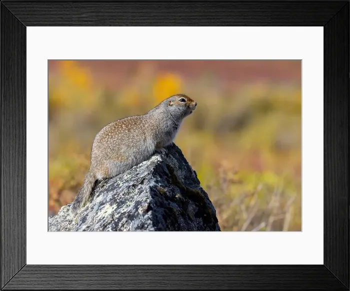 Framed Print : Arctic Ground Squirrel in Denali National Park Alaska in Autumn Framed Print : Arctic Ground Squirrel in Denali National Park Alaska in Autumn