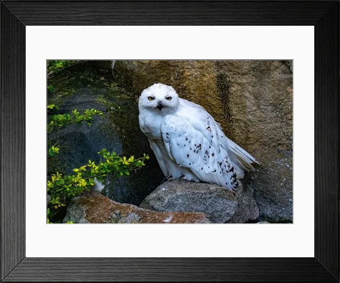 Framed Print : The snowy owl, Bubo scandiacus