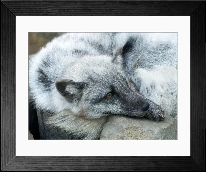 Framed Print : Arctic fox, white fox, polar fox, snow fox, Polarfuchs, Renard polaire, Vulpes lagopus, sarki róka Framed Print : Arctic fox, white fox, polar fox, snow fox, Polarfuchs, Renard polaire, Vulpes lagopus, sarki róka