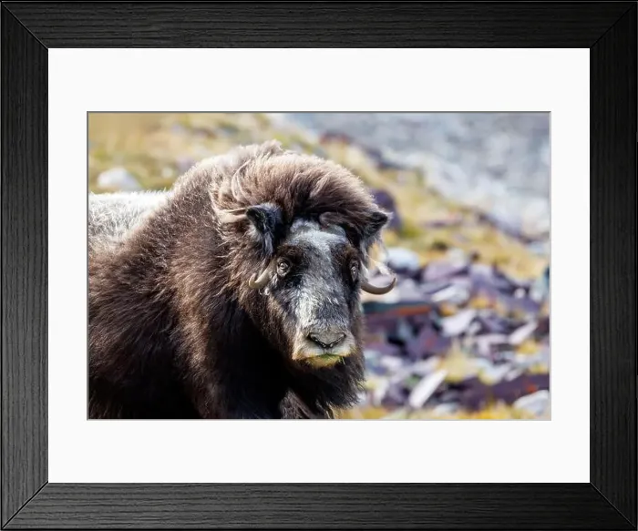 Framed Print : Musk ox, Ovibos moschatus, in the mountainside tundra of Geologfjord Framed Print : Musk ox, Ovibos moschatus, in the mountainside tundra of Geologfjord