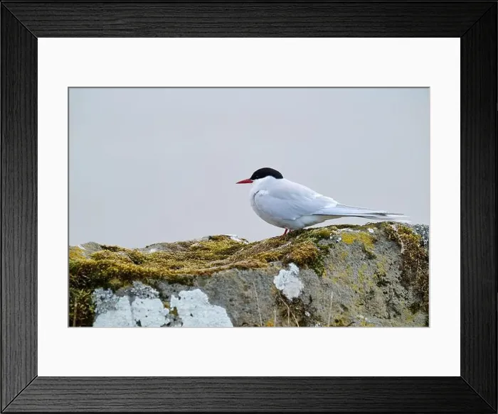 Framed Print : Gray and white bird on stone with dry grass Framed Print : Gray and white bird on stone with dry grass