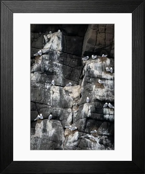 Framed Print : Black-legged kittiwakes nesting along cliff face, east greenland Framed Print : Black-legged kittiwakes nesting along cliff face, east greenland