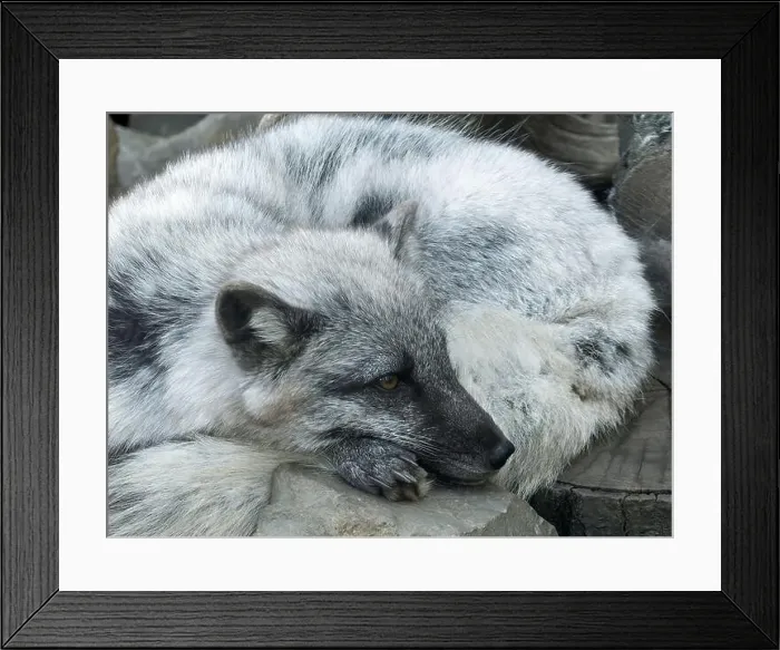Framed Print : Arctic fox, white fox, polar fox, snow fox, Polarfuchs, Renard polaire, Vulpes lagopus, sarki róka Framed Print : Arctic fox, white fox, polar fox, snow fox, Polarfuchs, Renard polaire, Vulpes lagopus, sarki róka