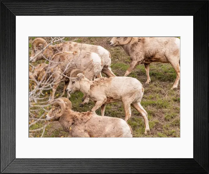 Framed Print : Wild bighorn sheep (Ovis canadensis) seen in Banff National Park during summer time with blurred Framed Print : Wild bighorn sheep (Ovis canadensis) seen in Banff National Park during summer time with blurred