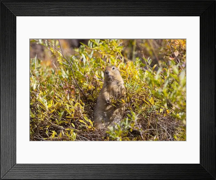 Framed Print : Arctic Ground Squirrel in Denali National Park Alaska in Autumn Framed Print : Arctic Ground Squirrel in Denali National Park Alaska in Autumn