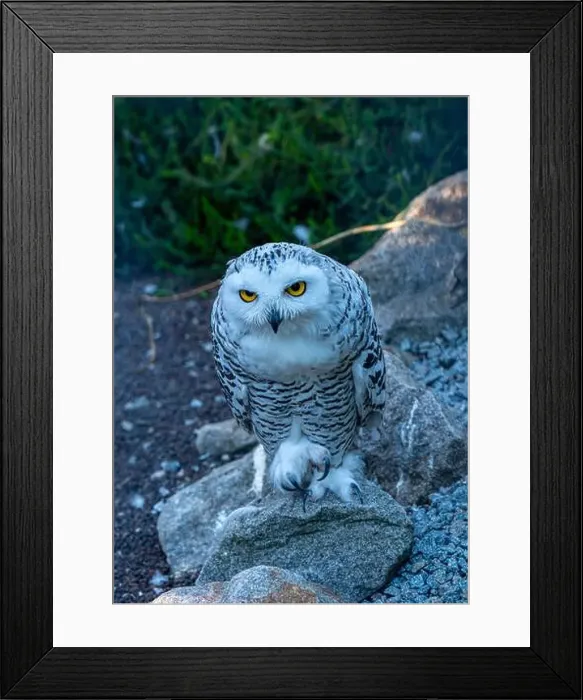 Framed Print : The snowy owl, Bubo scandiacus Framed Print : The snowy owl, Bubo scandiacus