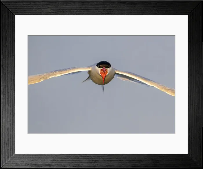 Framed Print : An Arctic Arctic Tern (Sterna paradisaea) flies directly towards the camera Framed Print : An Arctic Arctic Tern (Sterna paradisaea) flies directly towards the camera