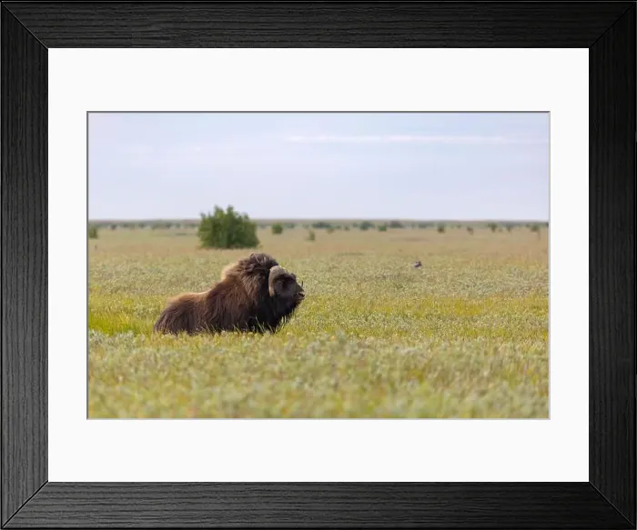 Framed Print : A mighty male musk ox walks across the tundra Framed Print : A mighty male musk ox walks across the tundra