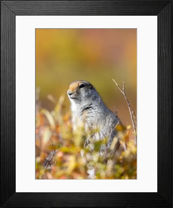 Framed Print : Arctic Ground Squirrel in Denali National Park Alaska in Autumn Framed Print : Arctic Ground Squirrel in Denali National Park Alaska in Autumn