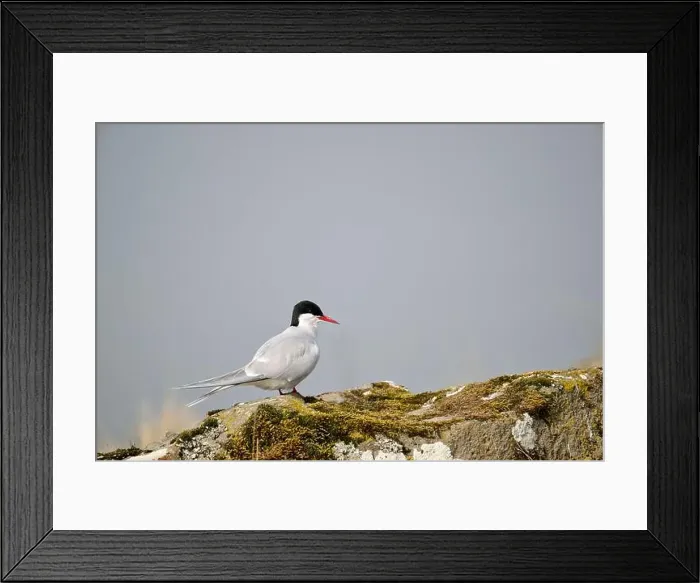 Framed Print : Bird sitting on moss covered rock under clear sky Framed Print : Bird sitting on moss covered rock under clear sky