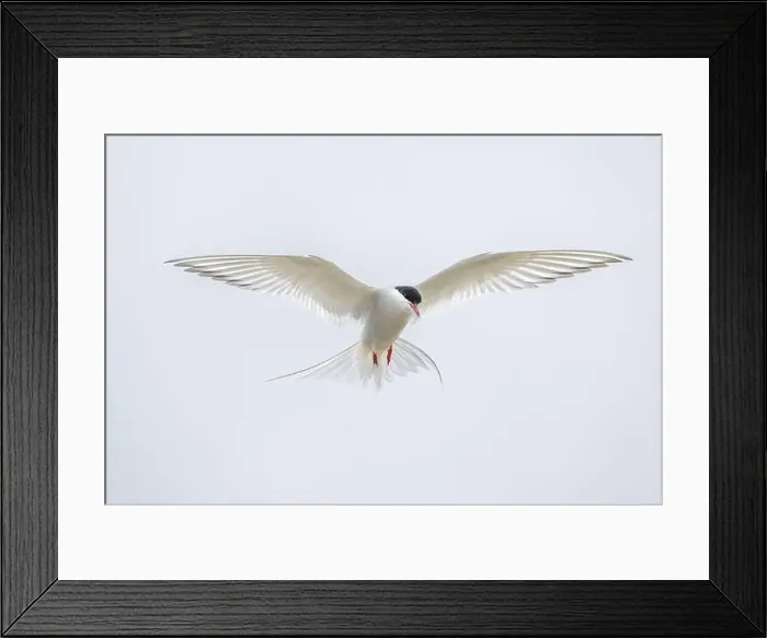Framed Print : An Arctic Arctic Tern (Sterna paradisaea) with outstretched wings in flight Framed Print : An Arctic Arctic Tern (Sterna paradisaea) with outstretched wings in flight