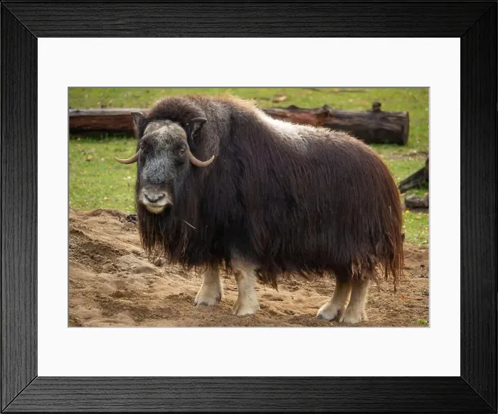 Framed Print : View of muskoxen staying on grass Framed Print : View of muskoxen staying on grass
