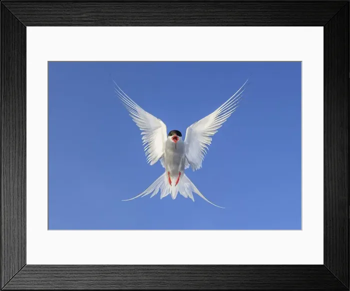 Framed Print : An Arctic Arctic Tern (Sterna paradisaea) with outstretched wings flies majestically against a clear blue sky Framed Print : An Arctic Arctic Tern (Sterna paradisaea) with outstretched wings flies majestically against a clear blue sky