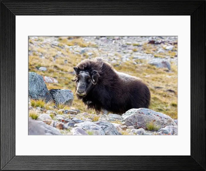 Framed Print : Musk ox, Ovibos moschatus, in the mountainside tundra of Geologfjord Framed Print : Musk ox, Ovibos moschatus, in the mountainside tundra of Geologfjord