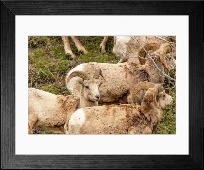 Framed Print : Wild bighorn sheep (Ovis canadensis) seen in Banff National Park during summer time with blurred Framed Print : Wild bighorn sheep (Ovis canadensis) seen in Banff National Park during summer time with blurred