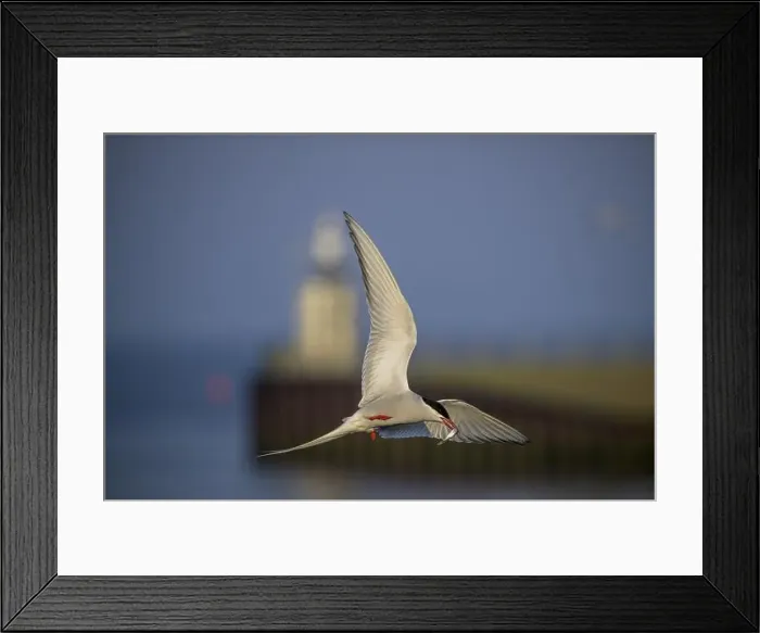 Framed Print : An Arctic Arctic Tern (Sterna paradisaea) flies with outstretched wings Framed Print : An Arctic Arctic Tern (Sterna paradisaea) flies with outstretched wings