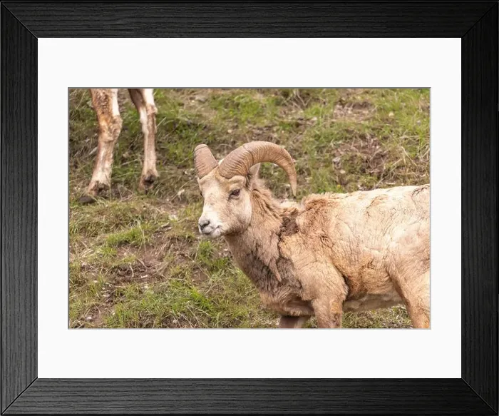 Framed Print : Wild bighorn sheep (Ovis canadensis) seen in Banff National Park during summer time with blurred Framed Print : Wild bighorn sheep (Ovis canadensis) seen in Banff National Park during summer time with blurred