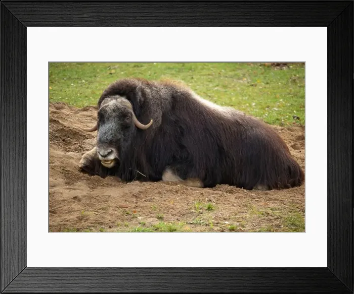 Framed Print : View of muskoxen laying down in the grass Framed Print : View of muskoxen laying down in the grass