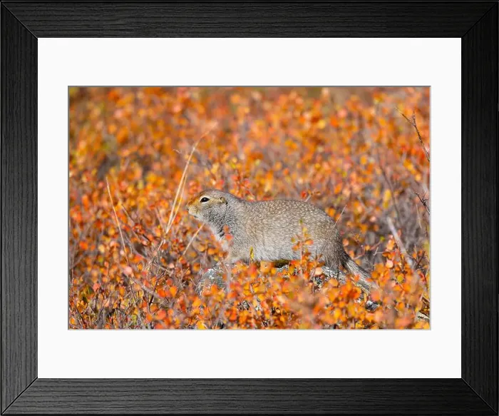 Framed Print : Arctic Ground Squirrel in Denali National Park Alaska in Autumn Framed Print : Arctic Ground Squirrel in Denali National Park Alaska in Autumn