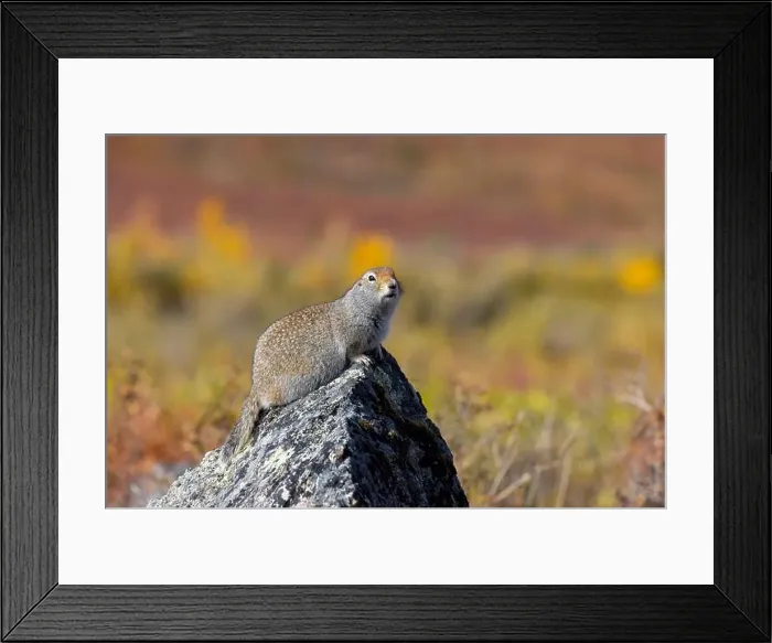 Framed Print : Arctic Ground Squirrel in Denali National Park Alaska in Autumn Framed Print : Arctic Ground Squirrel in Denali National Park Alaska in Autumn