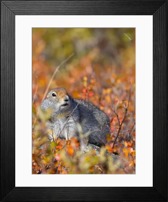 Framed Print : Arctic Ground Squirrel in Denali National Park Alaska in Autumn Framed Print : Arctic Ground Squirrel in Denali National Park Alaska in Autumn