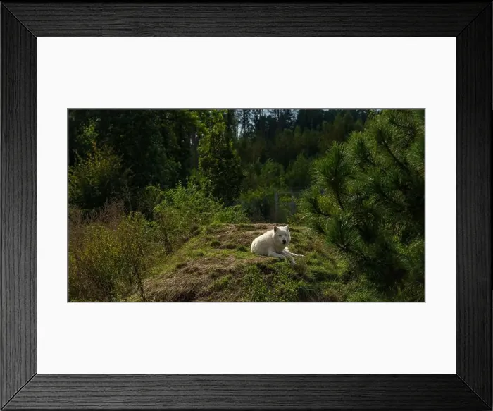 Framed Print : White wolf lying on wet grass in cloudy summer hot day Framed Print : White wolf lying on wet grass in cloudy summer hot day
