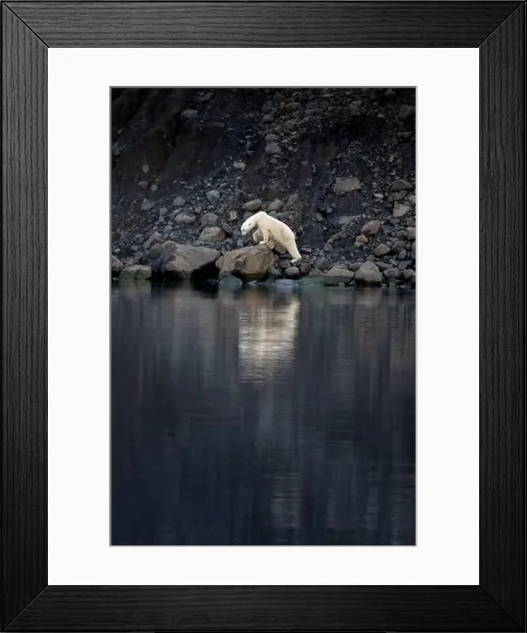 Framed Print : A polar bear walking along the rocky shore of Vikinge Bay Framed Print : A polar bear walking along the rocky shore of Vikinge Bay