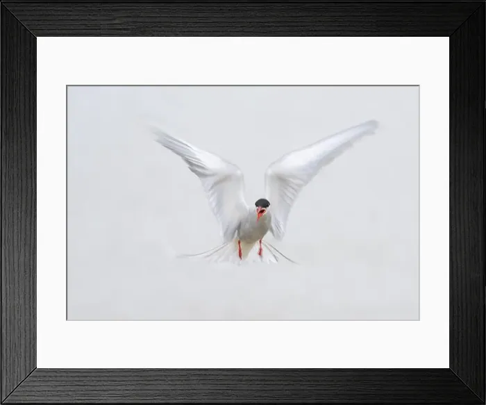 Framed Print : An Arctic Arctic Tern (Sterna paradisaea) with outstretched wings in flight Framed Print : An Arctic Arctic Tern (Sterna paradisaea) with outstretched wings in flight