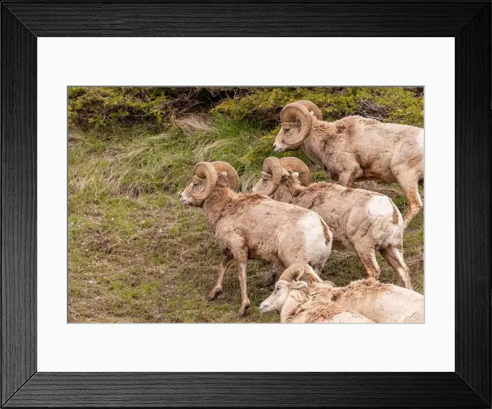Framed Print : Wild bighorn sheep (Ovis canadensis) seen in Banff National Park during summer time with blurred Framed Print : Wild bighorn sheep (Ovis canadensis) seen in Banff National Park during summer time with blurred