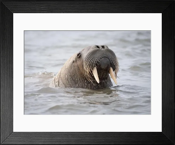 Framed Print : Close up of the head of a male walrus swimming in water in Svalbard Framed Print : Close up of the head of a male walrus swimming in water in Svalbard