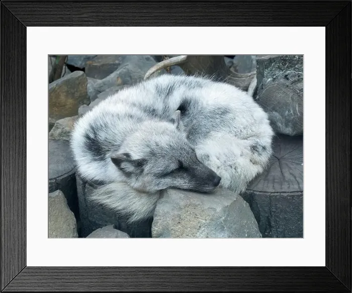 Framed Print : Arctic fox, white fox, polar fox, snow fox, Polarfuchs, Renard polaire, Vulpes lagopus, sarki róka Framed Print : Arctic fox, white fox, polar fox, snow fox, Polarfuchs, Renard polaire, Vulpes lagopus, sarki róka