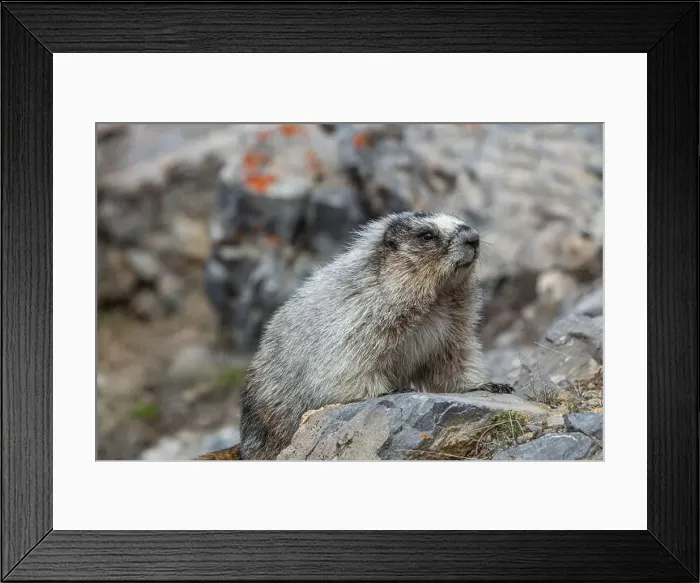 Framed Print : Wild Hoary Marmot (Marmota caligata) Framed Print : Wild Hoary Marmot (Marmota caligata)