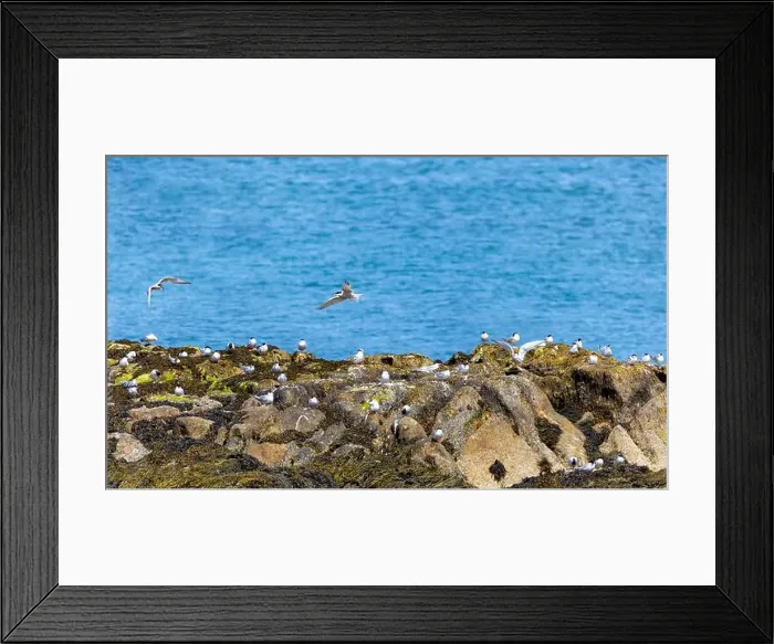 Framed Print : Arctic tern colony Sterna paradisaea, with black headed gulls, breeding on rocks at Dalkey Island, Dublin, Ireland Framed Print : Arctic tern colony Sterna paradisaea, with black headed gulls, breeding on rocks at Dalkey Island, Dublin, Ireland