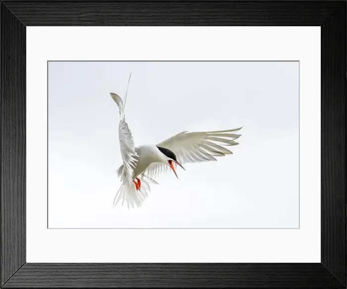 Framed Print : An Arctic Arctic Tern (Sterna paradisaea) in the air with its wings spread wide Framed Print : An Arctic Arctic Tern (Sterna paradisaea) in the air with its wings spread wide