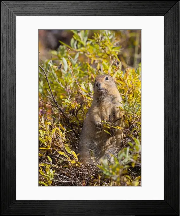 Framed Print : Arctic Ground Squirrel in Denali National Park Alaska in Autumn Framed Print : Arctic Ground Squirrel in Denali National Park Alaska in Autumn