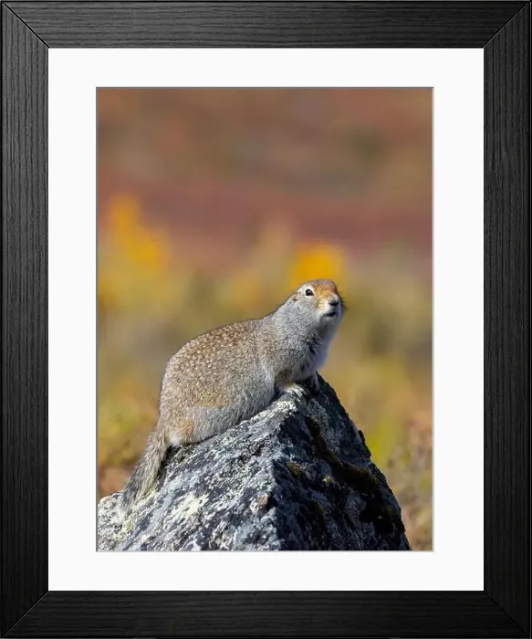 Framed Print : Arctic Ground Squirrel in Denali National Park Alaska in Autumn Framed Print : Arctic Ground Squirrel in Denali National Park Alaska in Autumn