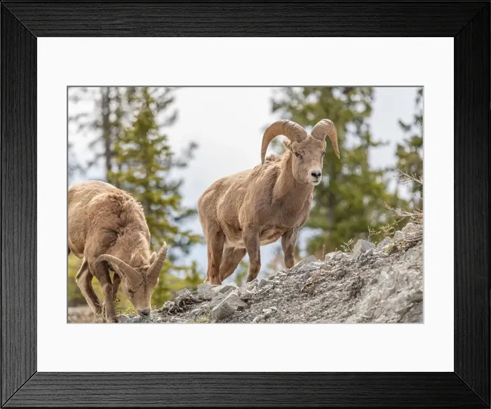 Framed Print : Wild bighorn sheep (Ovis canadensis) seen in Banff National Park during summer time with blurred Framed Print : Wild bighorn sheep (Ovis canadensis) seen in Banff National Park during summer time with blurred