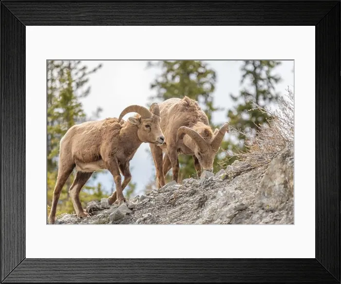Framed Print : Wild bighorn sheep (Ovis canadensis) seen in Banff National Park during summer time with blurred Framed Print : Wild bighorn sheep (Ovis canadensis) seen in Banff National Park during summer time with blurred