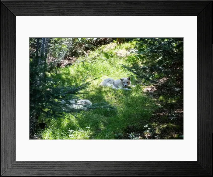 Framed Print : Arctic foxes resting at Salmonier Nature Park on NL 90 in Holyrood, Newfoundland & Labrador, Canada Framed Print : Arctic foxes resting at Salmonier Nature Park on NL 90 in Holyrood, Newfoundland & Labrador, Canada