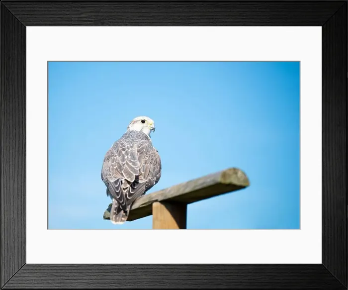 Framed Print : Gyrfalcon, wildlife, raptor bird of prey on a tree trunk, habitat, forest and meadow landscape, Falco rusticolus Framed Print : Gyrfalcon, wildlife, raptor bird of prey on a tree trunk, habitat, forest and meadow landscape, Falco rusticolus