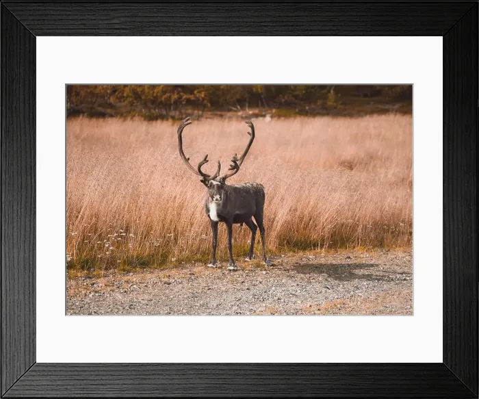 Framed Print : Majestic Reindeer in the Wilds of Finland Framed Print : Majestic Reindeer in the Wilds of Finland